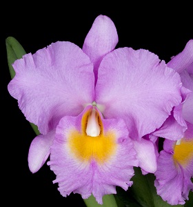 Rhyncholaeliocattleya Ella Mangis My Precious AM/AOS 80 pts.